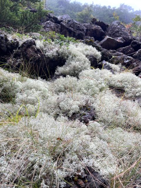 また、来ています(笑)のサムネイル画像