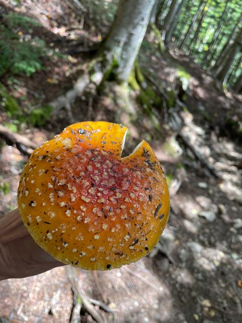 今日は4合目までのサムネイル画像