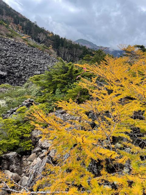 ピーナッツカボチャのサムネイル画像