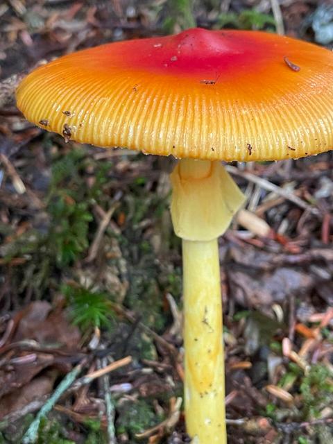 雨の山でのサムネイル画像